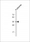 OR8A1 Antibody(N-term)